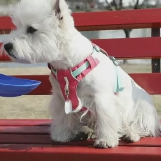 Trinkflasche Hund mit Silikonnapf