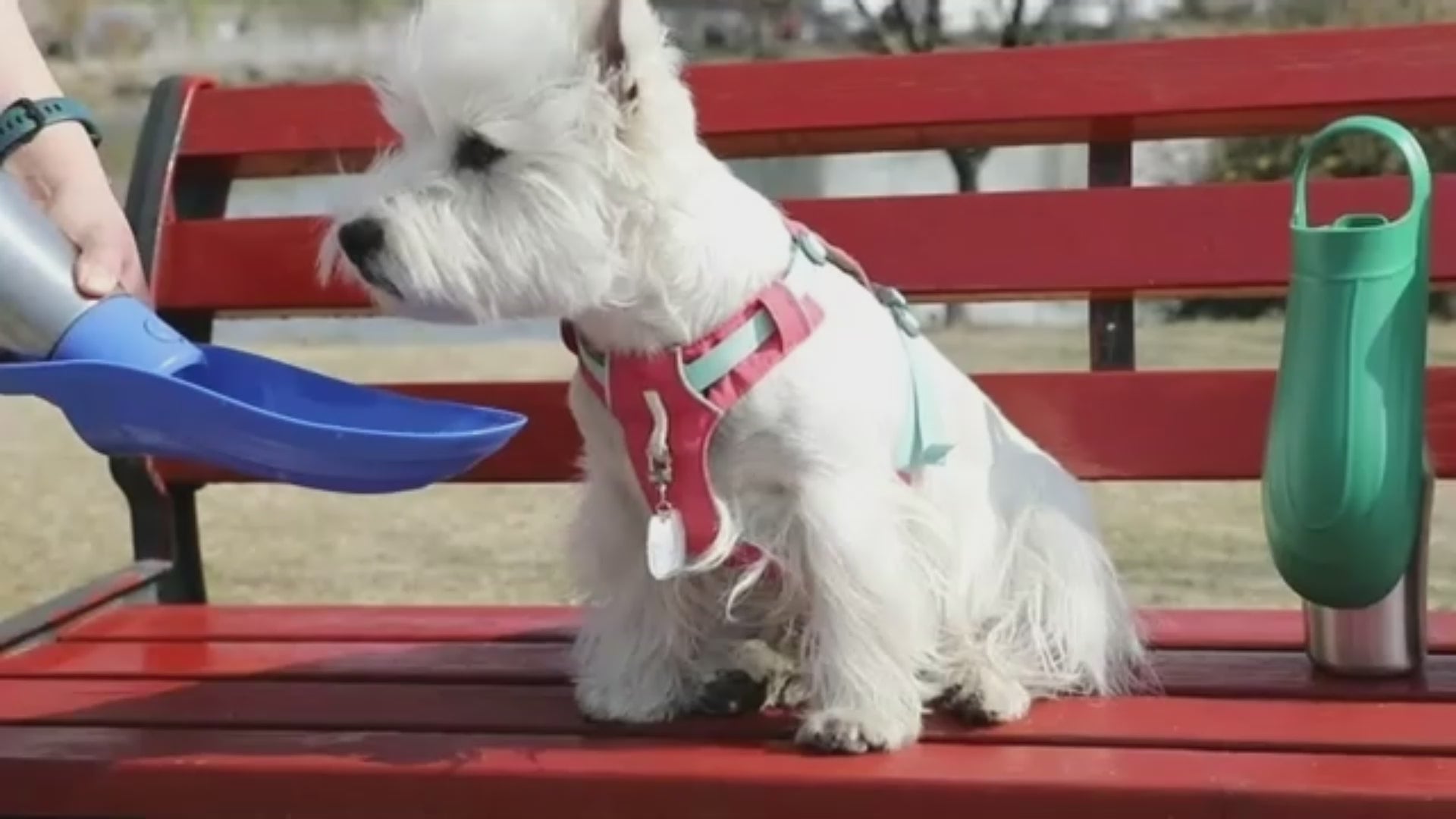 Trinkflasche Hund mit Silikonnapf